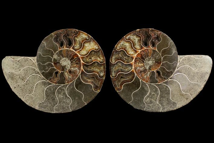 Bargain, Agatized Ammonite Fossil - Madagascar #111536